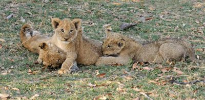 Three Lion Cubs Playing.jpg