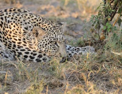 Tired Male Leopard.jpg