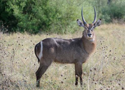 Waterbuck Male2.jpg