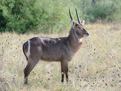 Waterbuck Male.jpg