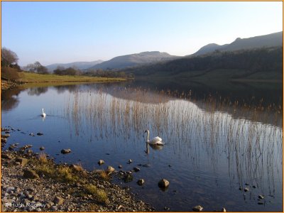  IRELAND - CO.LEITRIM - SWANS ON GLENCAR LAKE