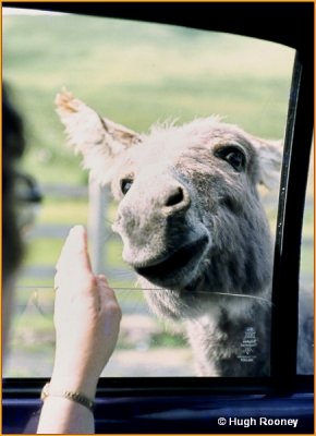  IRELAND - DONKEY SEEKS FOOD AT AASLEAGH FALLS