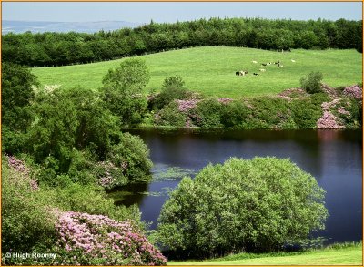  IRELAND - MONAGHAN - ROSSMORE FOREST PARK - CASTLE LAKE