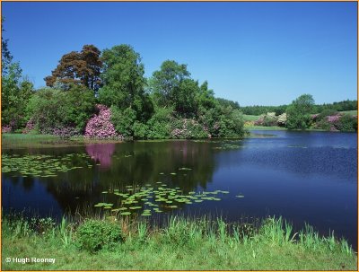 IRELAND - MONAGHAN - ROSSMORE FOREST PARK