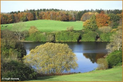  IRELAND - MONAGHAN - ROSSMORE FOREST PARK 