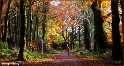  IRELAND - MONAGHAN - ROSSMORE FOREST PARK