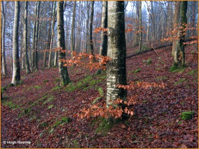 IRELAND - MONAGHAN - ROSSMORE FOREST PARK - PRIESTFIELD WALK 