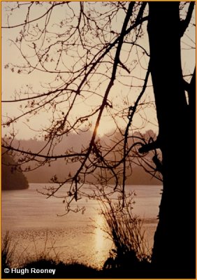   IRELAND - MONAGHAN - ROSSMORE FOREST PARK - CASTLE LAKE