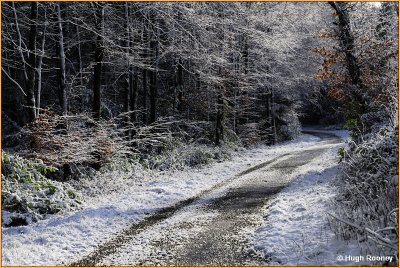  IRELAND - MONAGHAN - ROSSMORE FOREST PARK