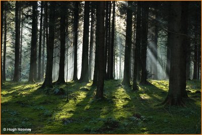 IRELAND - CO.MONAGHAN - ROSSMORE FOREST PARK - WINTER RAYS 