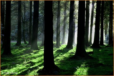  IRELAND - CO.MONAGHAN - ROSSMORE FOREST PARK 