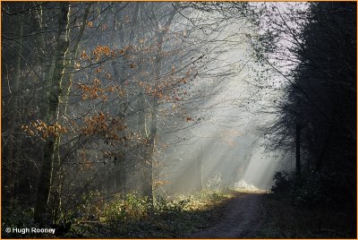  IRELAND - CO.MONAGHAN - ROSSMORE FOREST PARK