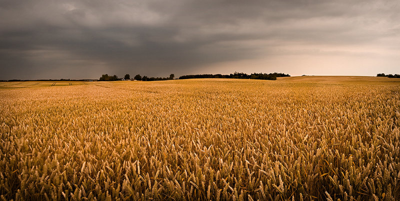 Wheat Field of Dreams Panorama