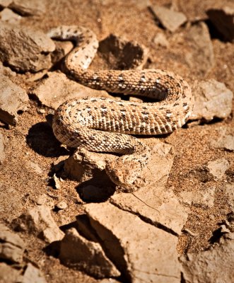 Sidewinder Snake