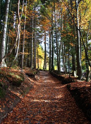 an autumn path