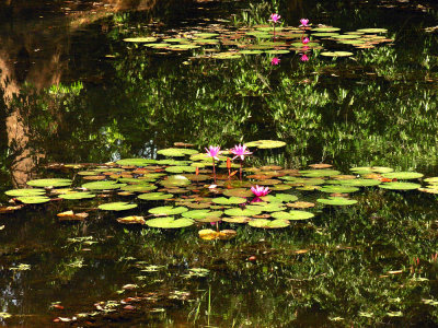a pond of refreshing waterlily