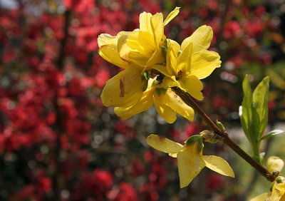 yellow in red