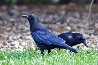 American Crow, NC