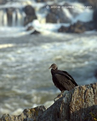 Vulture at Great Falls #2