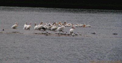 pelicans on the Mighty Mississippi.jpg(207)