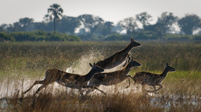 Botswana & Zambia