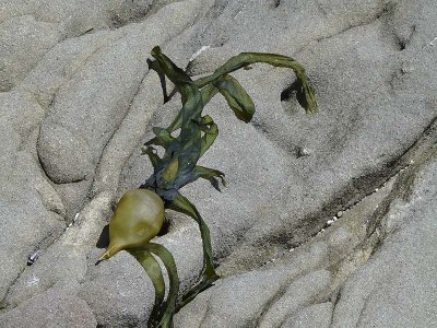 Seaweed on a Rock