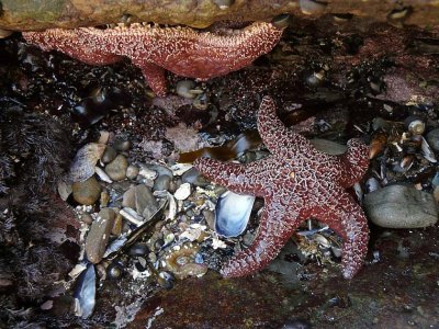 2 Starfish