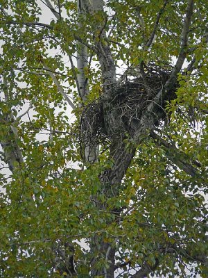 Close View of Huge Nest