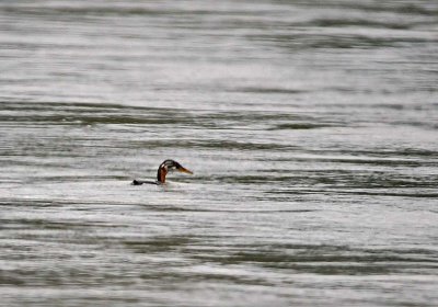 Phew! Made It! - Red-necked Grebe