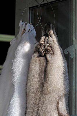 Furs in a Shop Door
