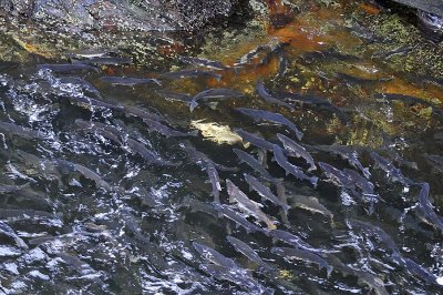 A Very Full Creek