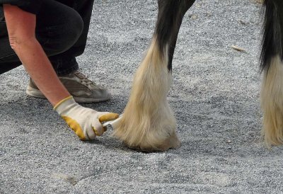 Foot Groom