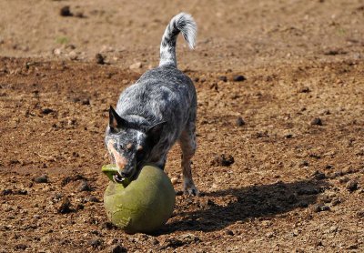 Myles Plays Ball