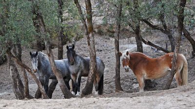 Three In the Trees