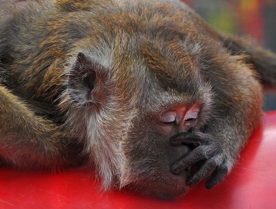 Sleeping Macaque