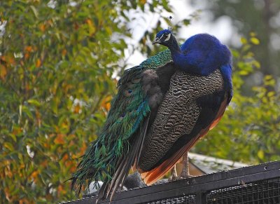 Peacock Perch