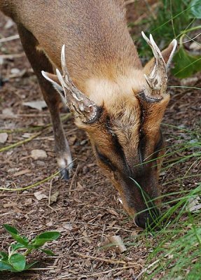 Close Up of Antlers