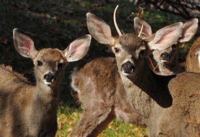 Deer Faces