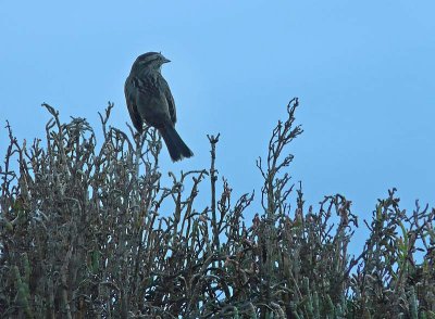 Sparrow on Pickleweed