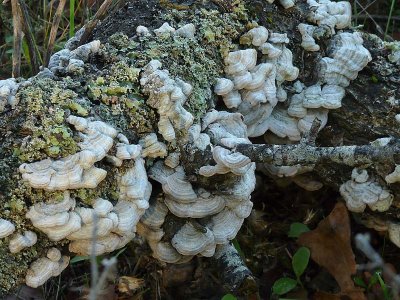 Fungi & Lichen