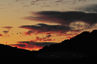 Sunset with Geese and Cars
