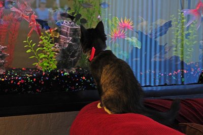 Fish Watching