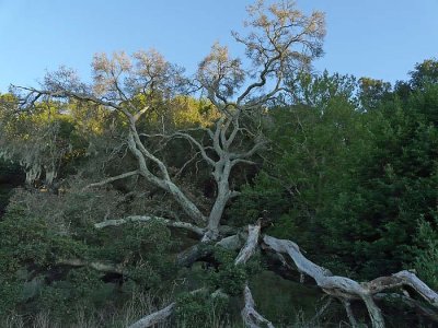 White Tree Trunk
