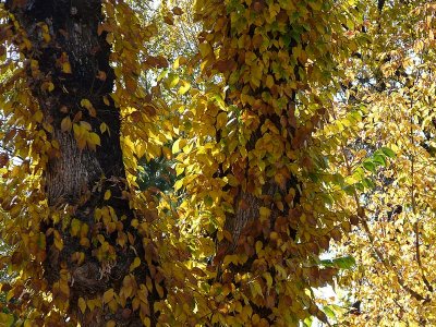 Golden Leaves on Trunk