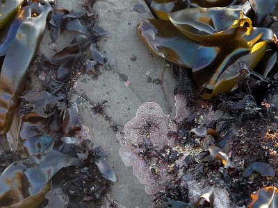 Pink Algae