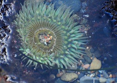 Big Anemone