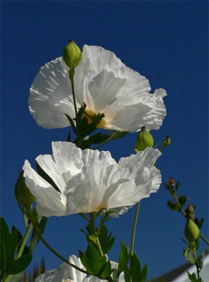 Prickly Poppies