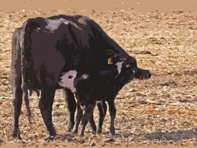 New Baby Calf