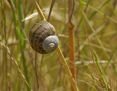 Snail in the Grass
