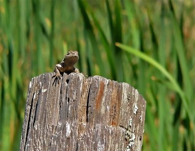 Lizard on Post